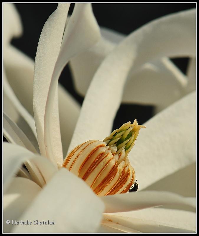 magnolia-stellata.JPG