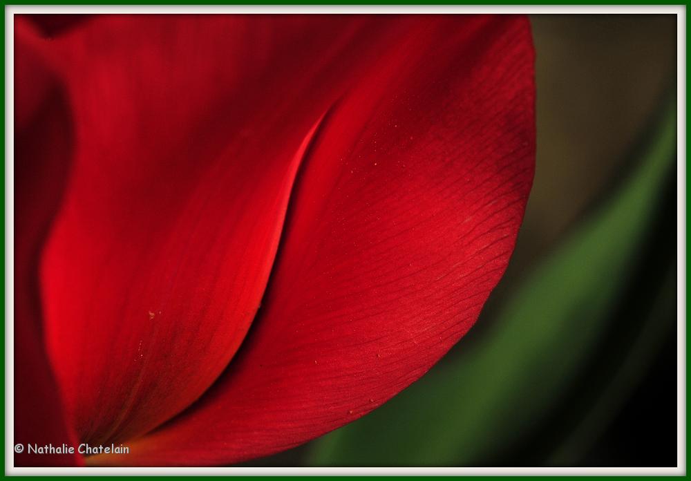 tulipe-ondulation-2.JPG