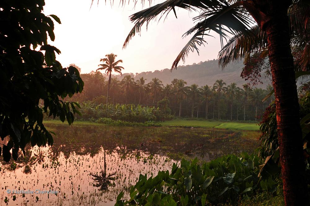 Kerala-Inde-nature-2.JPG
