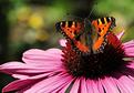 papillon-sur-echinacea.JPG